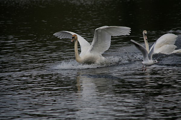 02 Swans on Drum Lough.JPG